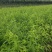 优质桃树品种桃树定植发帽南北种植果树基地