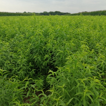优质桃树品种桃树定植发帽南北种植果树基地