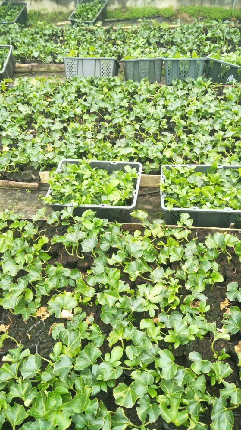 百香果苗