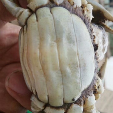 沱湖螃蟹大闸蟹全国十大名蟹