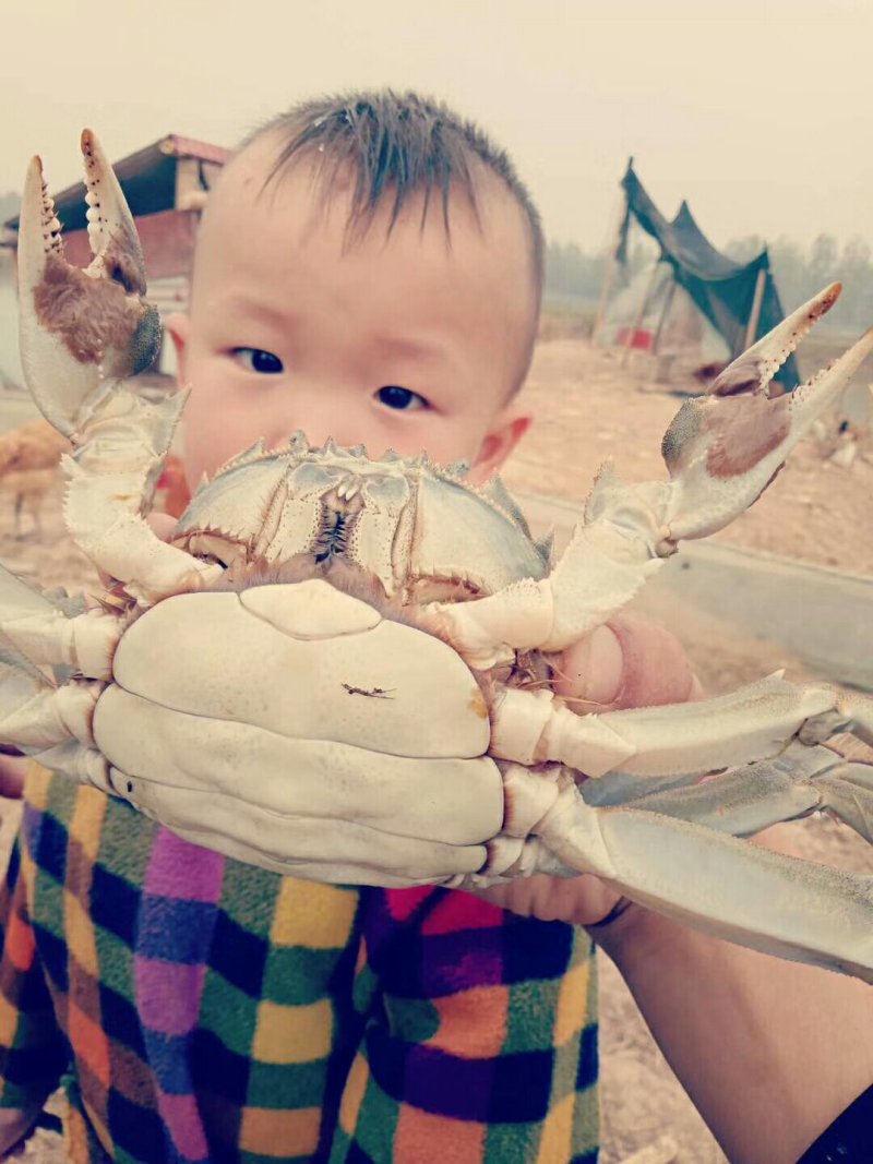 沱湖螃蟹大闸蟹全国十大名蟹