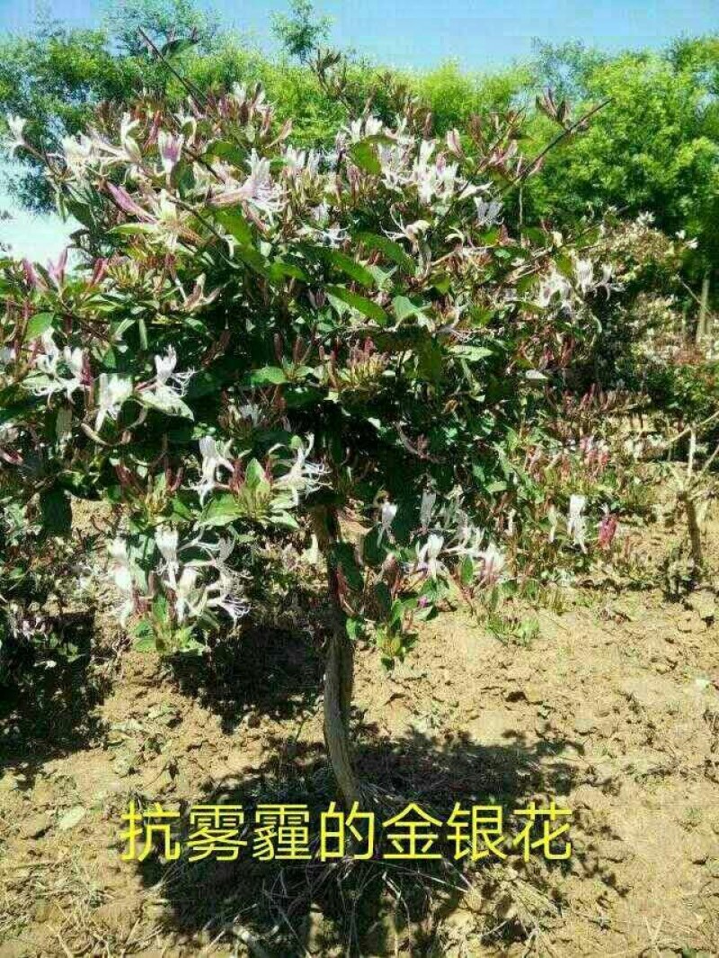 金银花树
