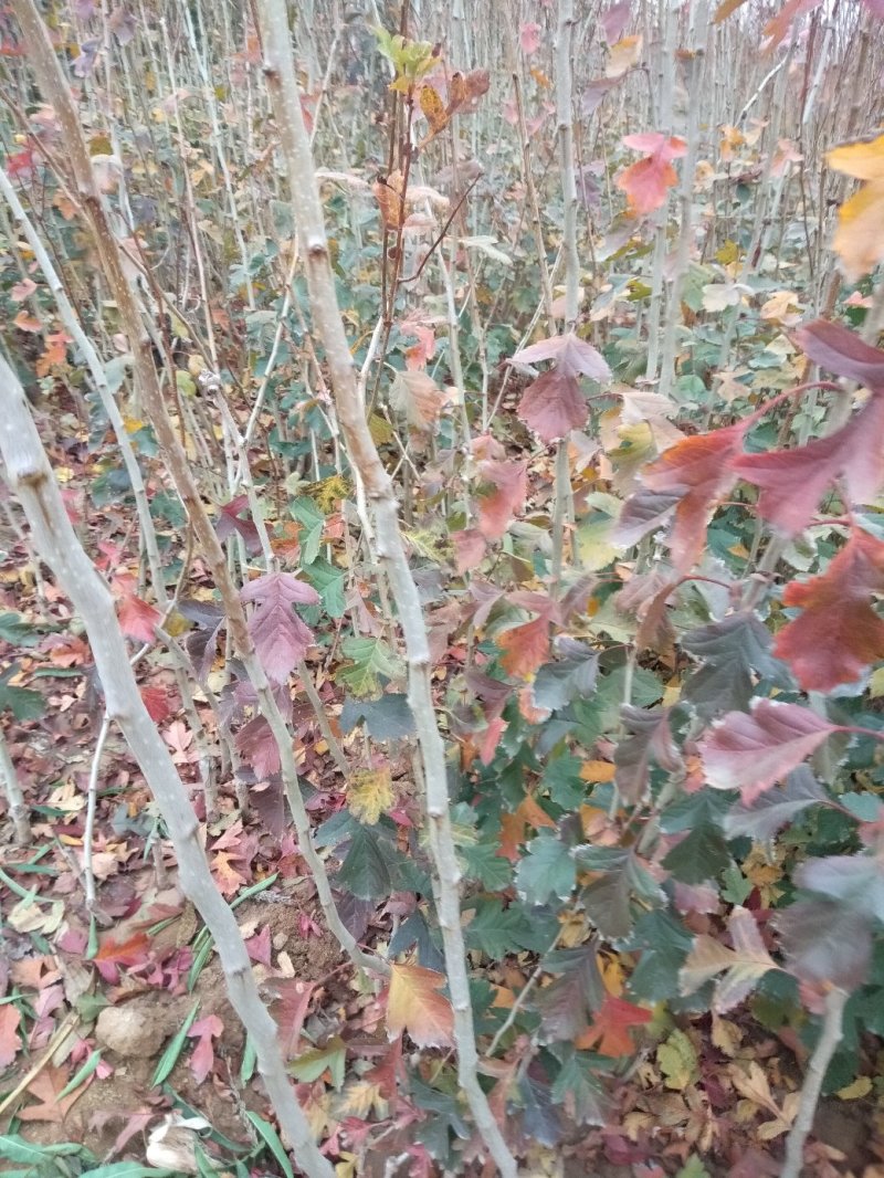 山楂树苗，甜山楂苗，（甜红果）推广的新品种，