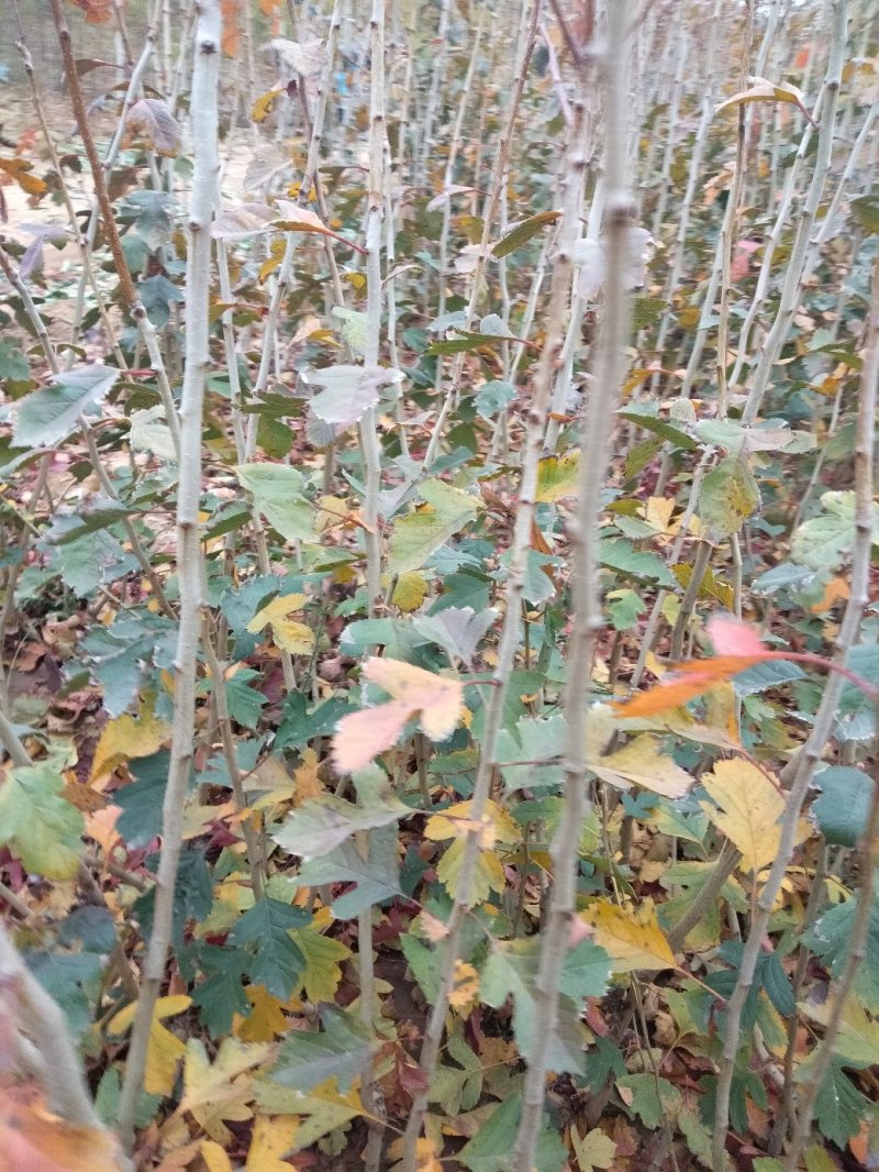 山楂树苗，甜山楂苗，（甜红果）推广的新品种，