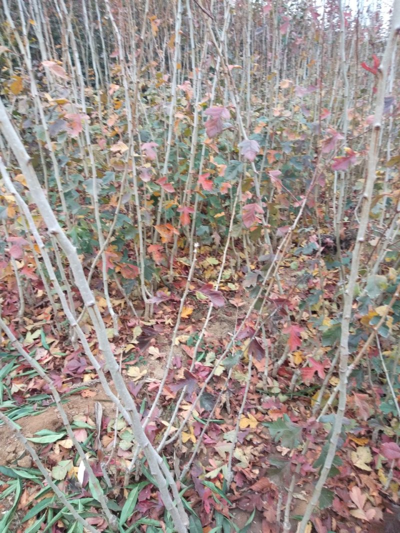 山楂树苗，甜山楂苗，（甜红果）推广的新品种，