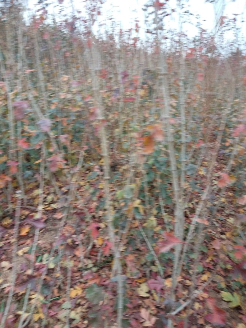 山楂树苗，甜山楂苗，（甜红果）推广的新品种，