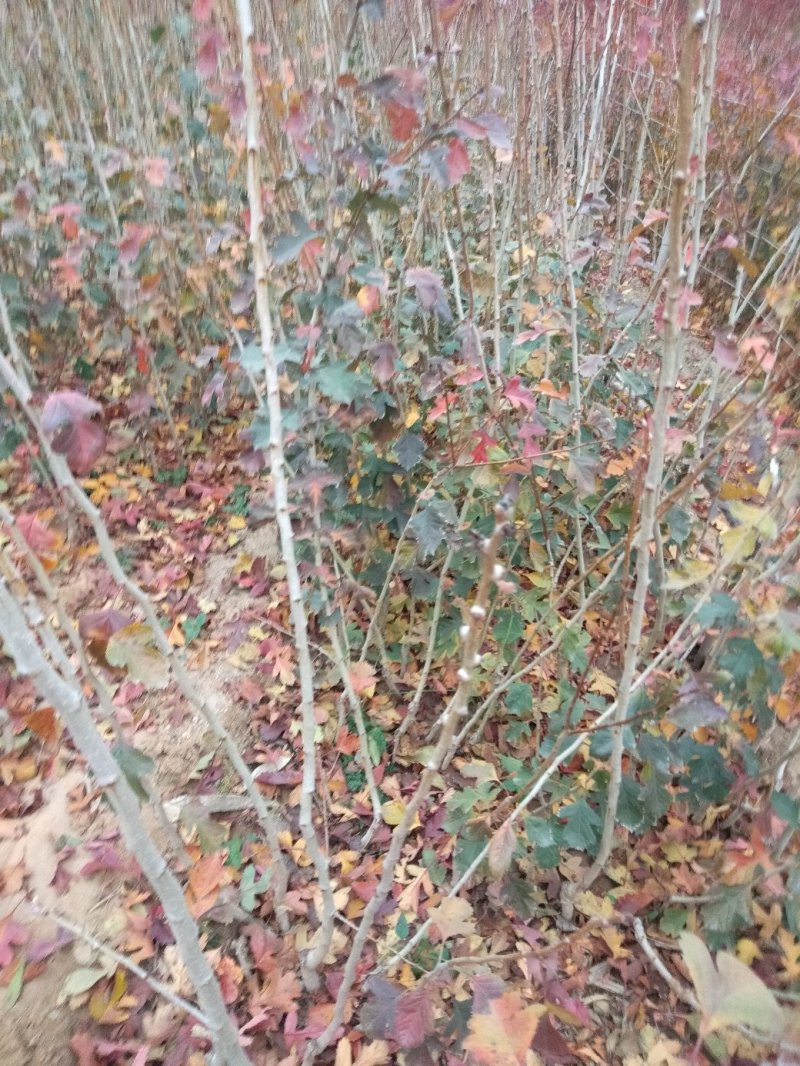 山楂树苗，甜山楂苗，（甜红果）推广的新品种，