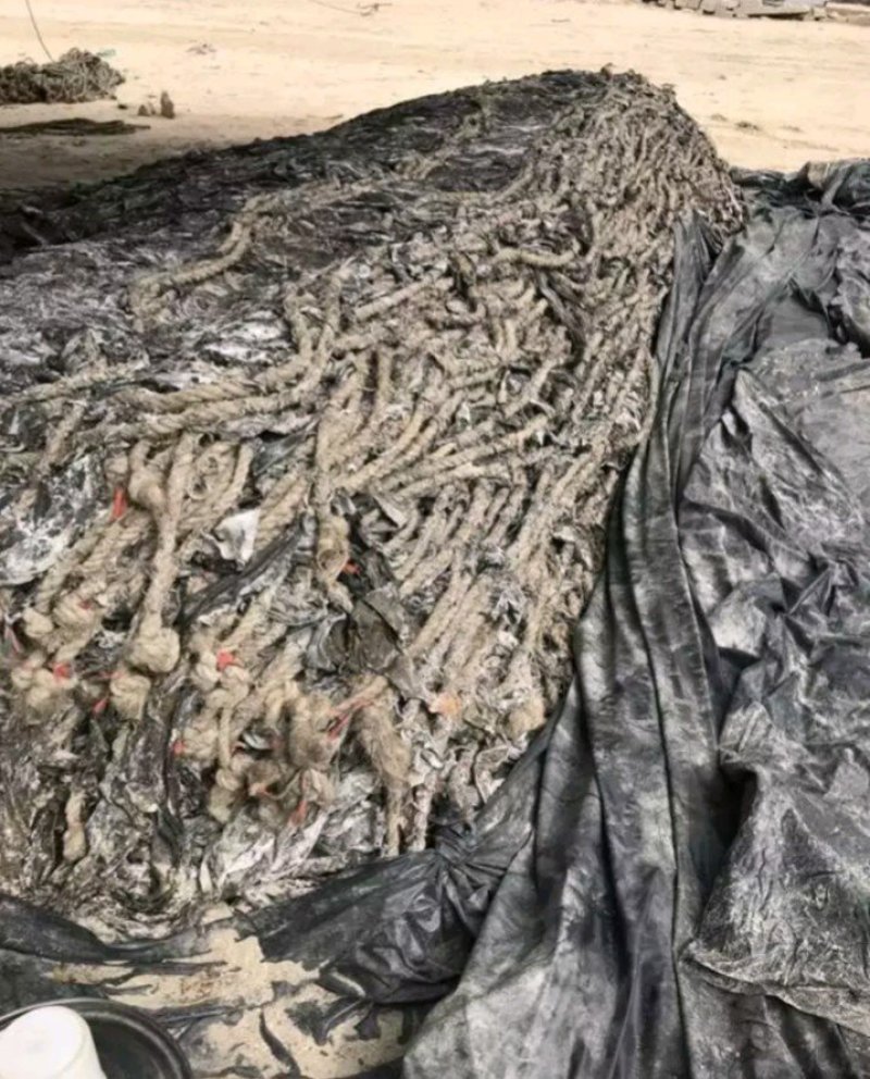 福建海带是一种营养价值高的蔬菜
