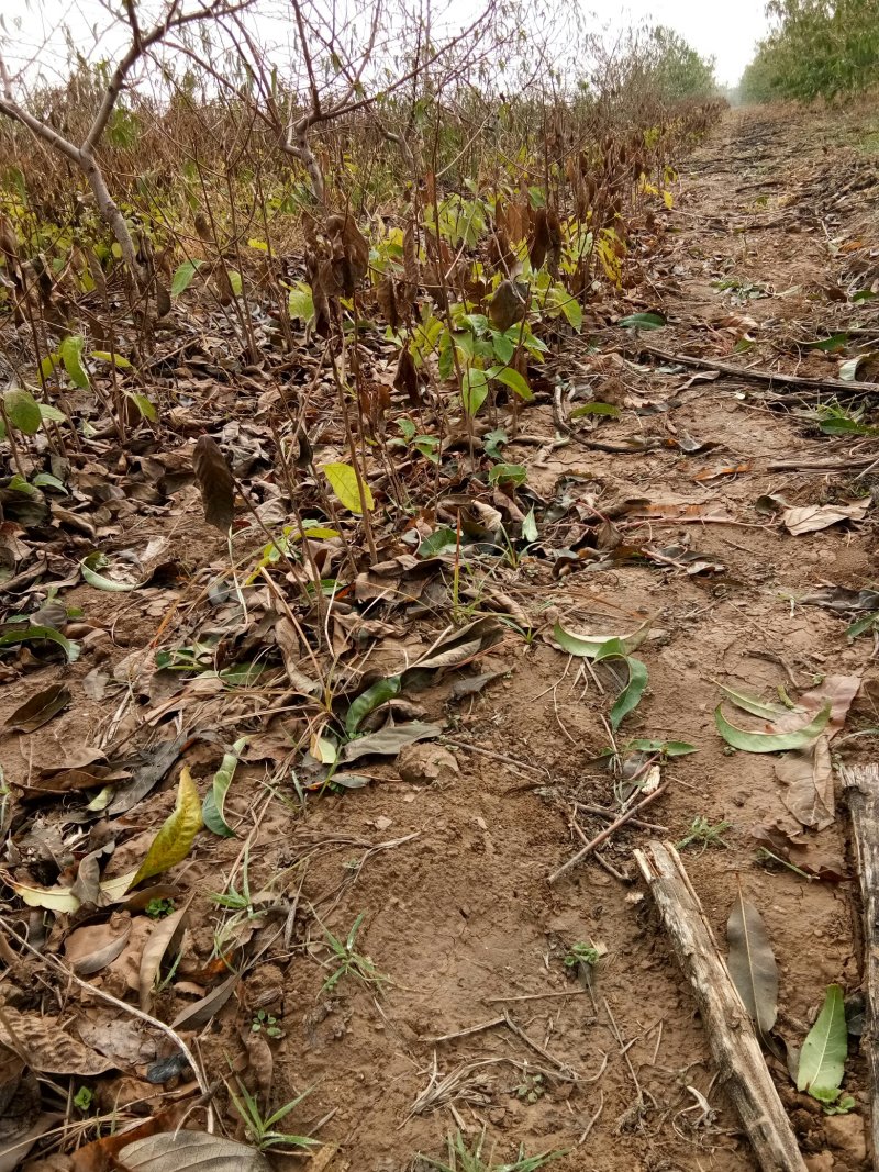 供应柿子树实生苗
