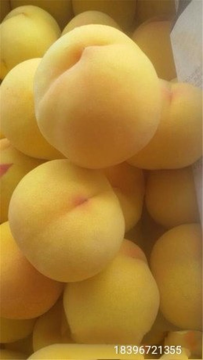 锦绣黄桃树苗锦春，锦秋，甜度高，脆甜可口，多个品种