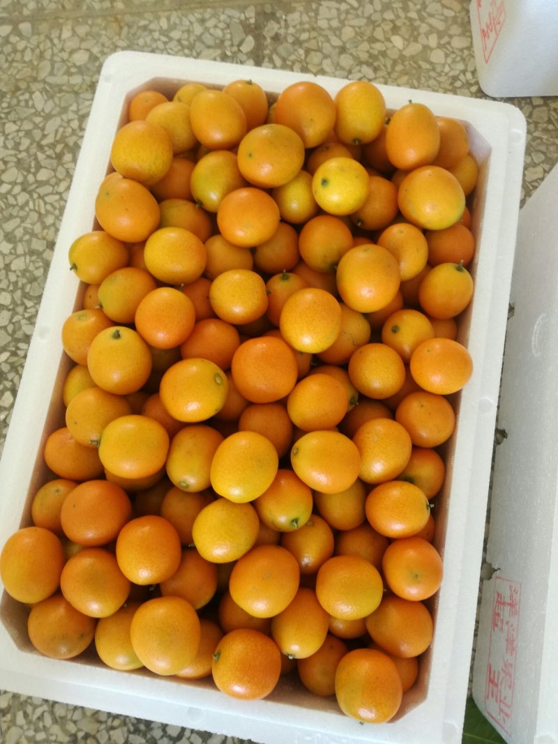 脆皮金桔