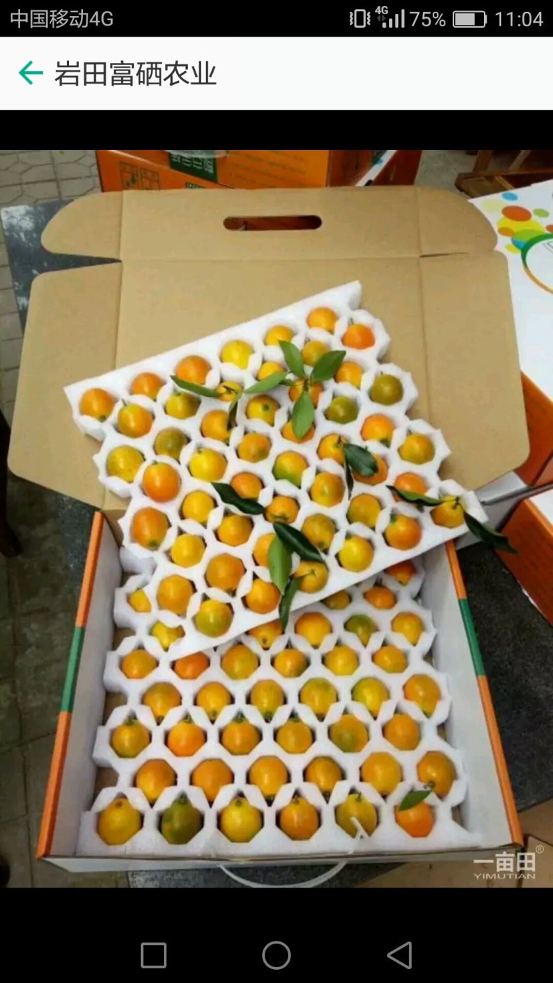 脆皮金桔