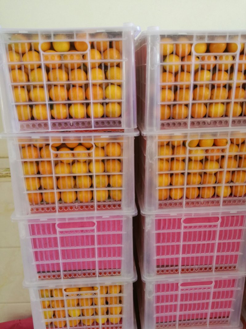 脆皮金桔