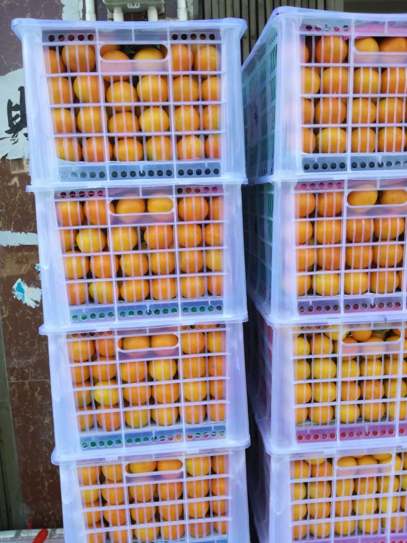 脆皮金桔