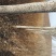 银中杨胸径10～20cm