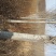 银中杨胸径10～20cm