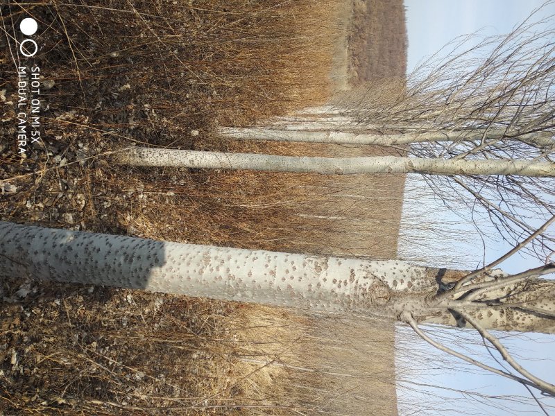 银中杨胸径10～20cm