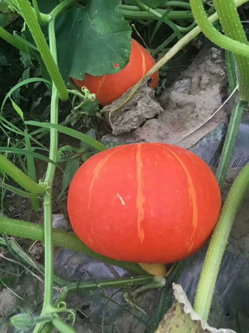 红南瓜大量上市中