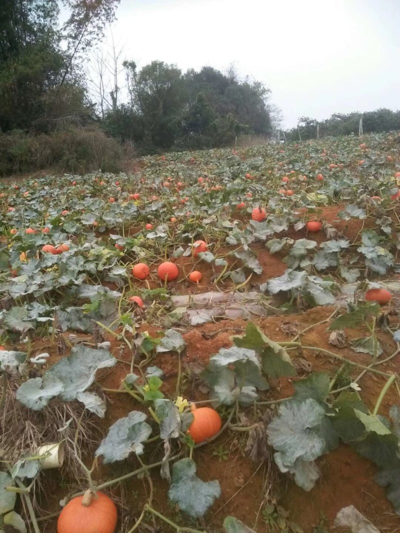 红南瓜大量上市中