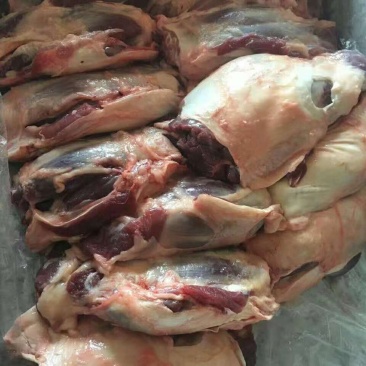 前腱