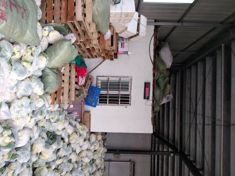 精品花椰菜，产地直供，2-3斤，专业打包上车，代发代办