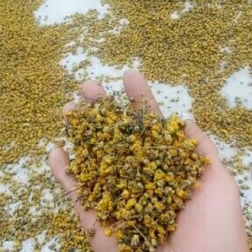 药用菊花，颗粒货，欢迎选购。
