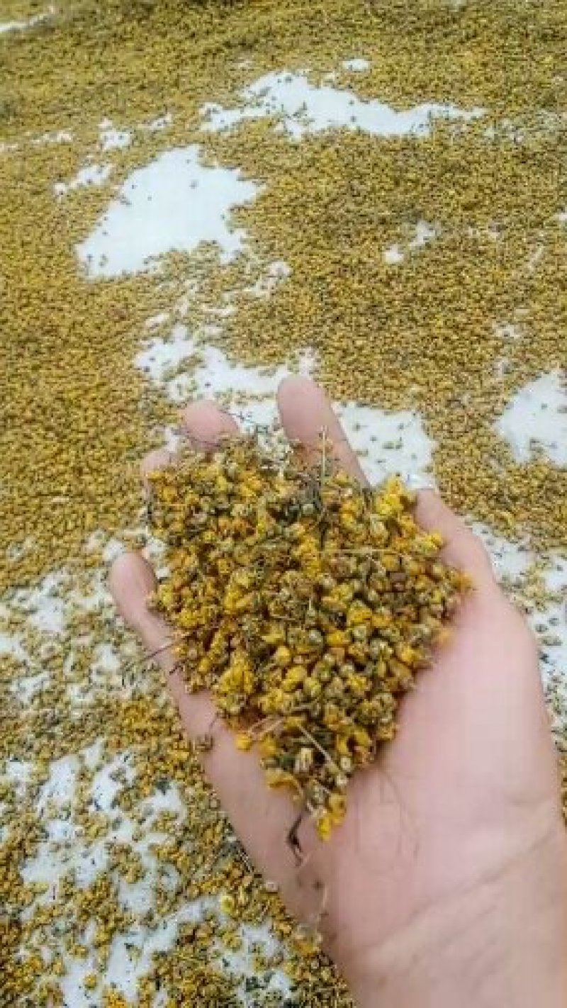 药用菊花，颗粒货，欢迎选购。