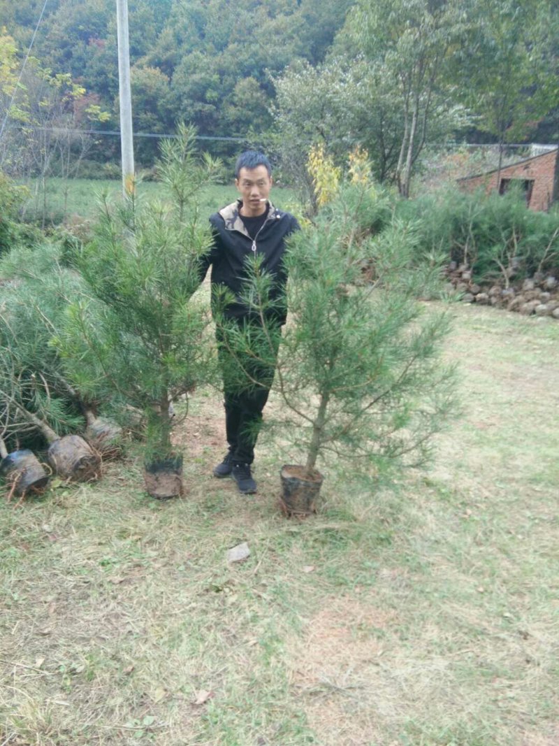 白皮松21x21营养杯一米五起与两米，上车价28元