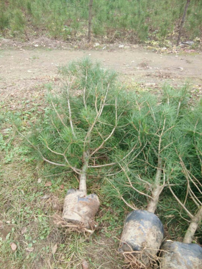 白皮松21x21营养杯一米五起与两米，上车价28元