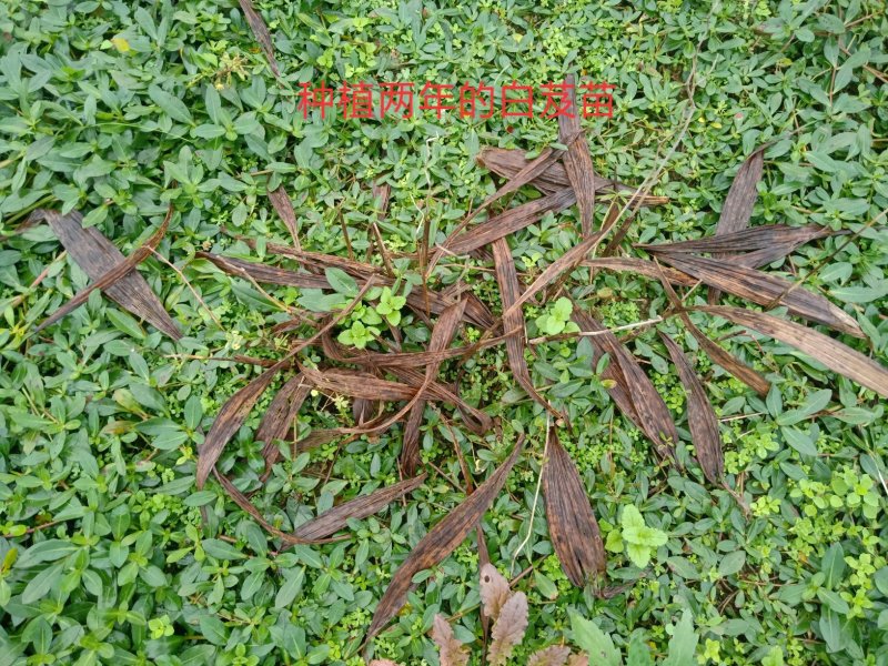 紫花三叉大白及