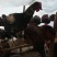 黑凤杂交鸡