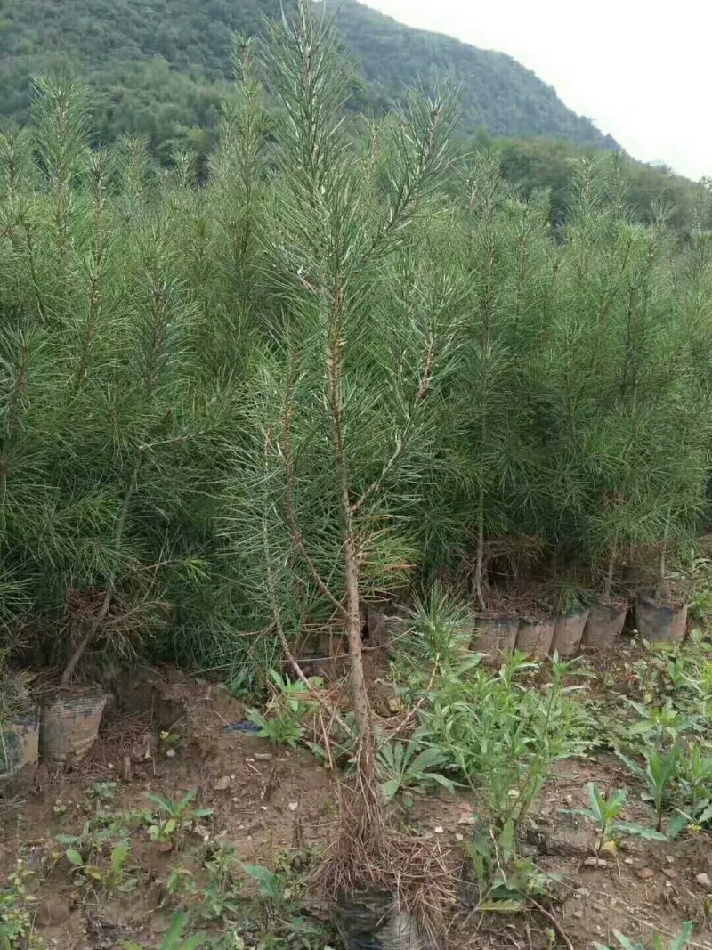 白皮松21x21营养杯一米起与一米四，上车价6·5元