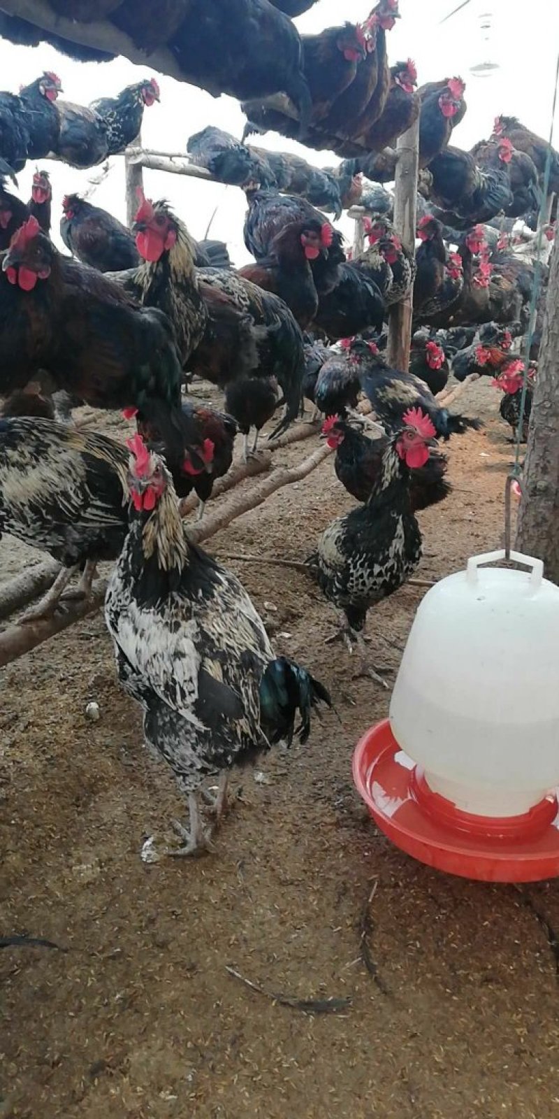 黑凤杂交土鸡