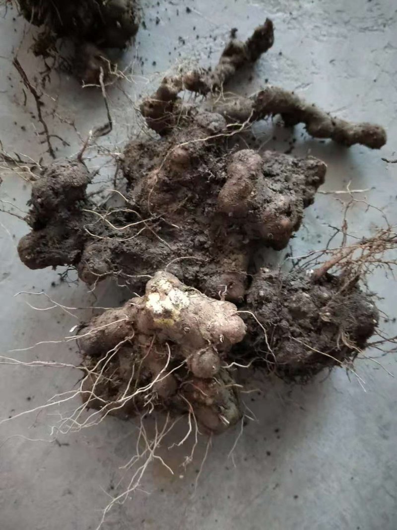 黄姜