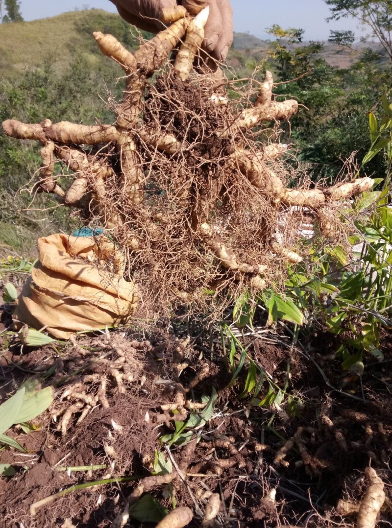 新鲜玉竹(湿玉竹)新鲜无污染，现挖现发对接全国一条龙服务