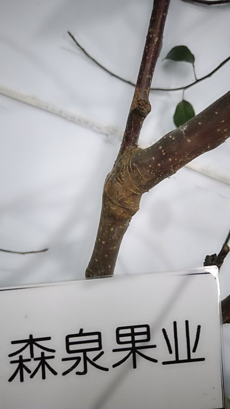 矮化苹果树苗