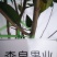 矮化苹果树苗