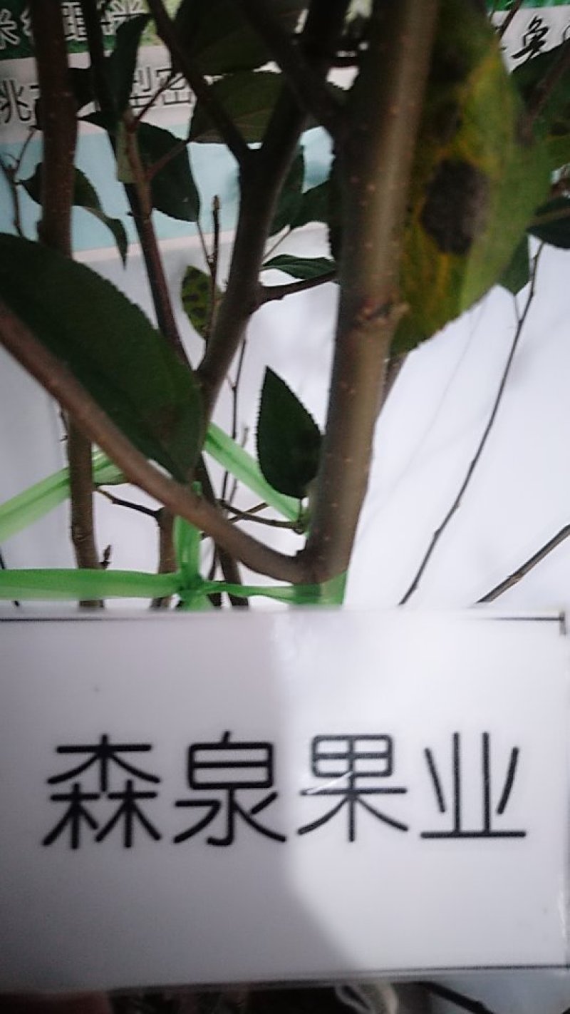 矮化苹果树苗