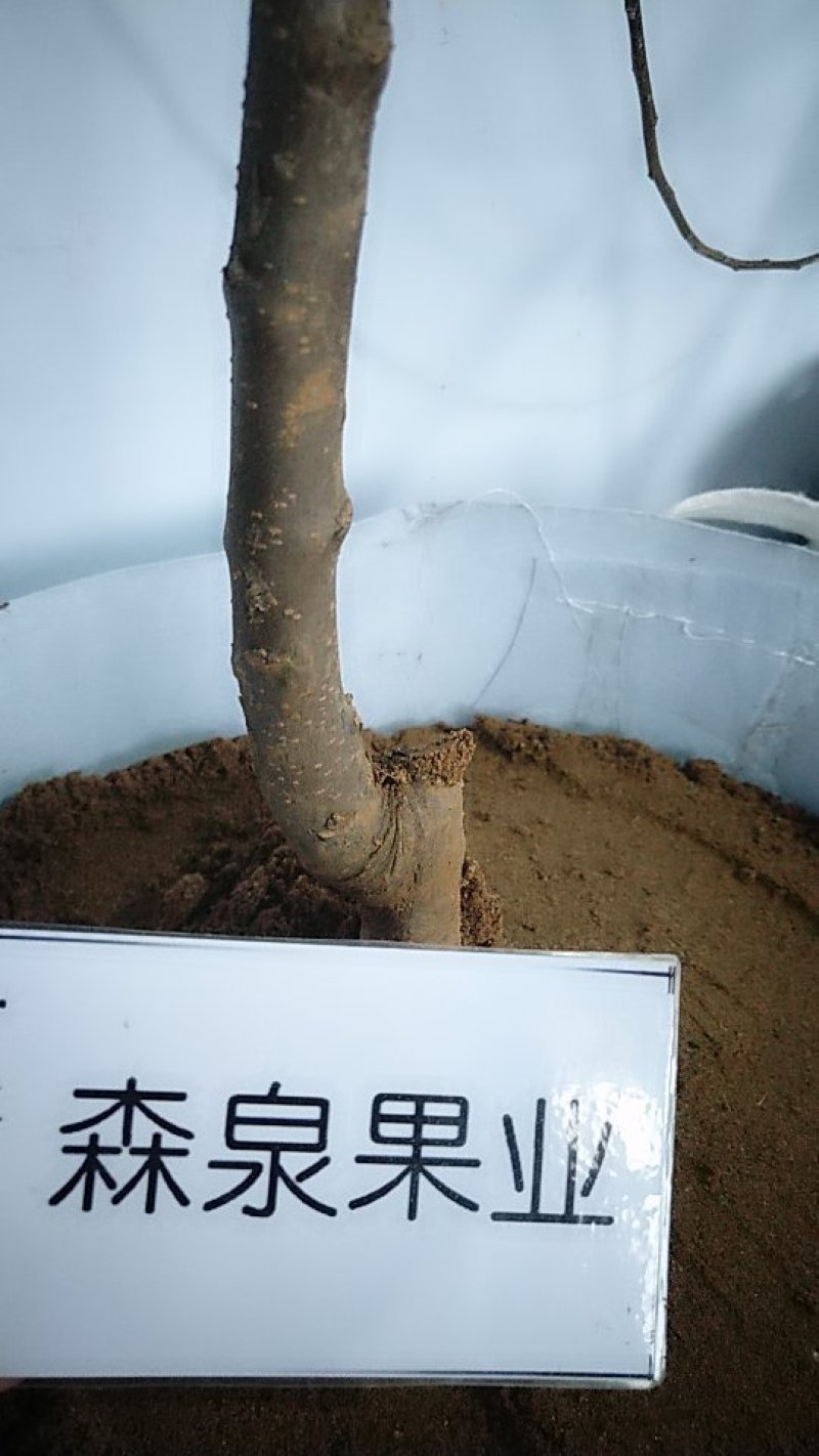 矮化苹果树苗