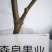 矮化苹果树苗