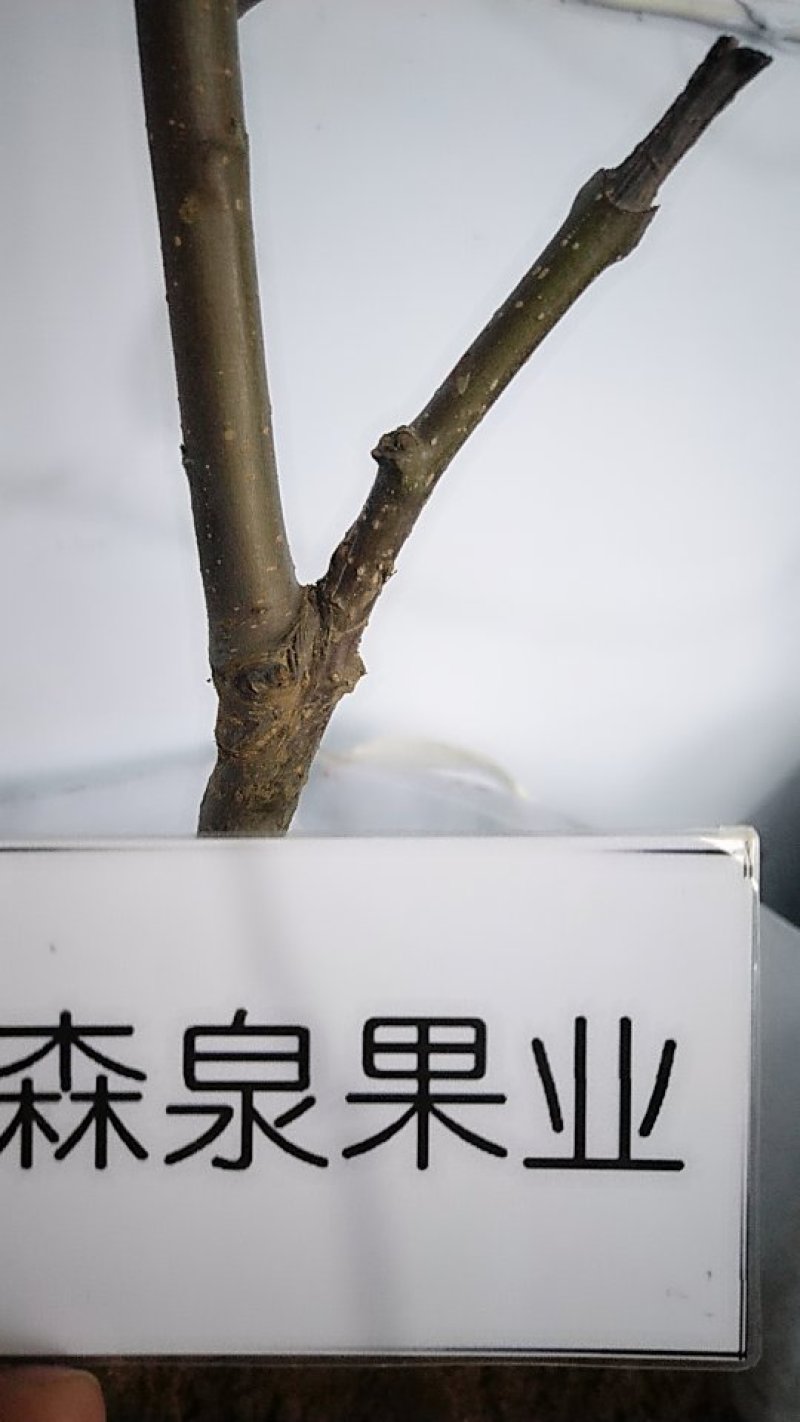 矮化苹果树苗