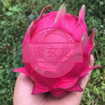 蜜玄龙，喜香红火龙果苗