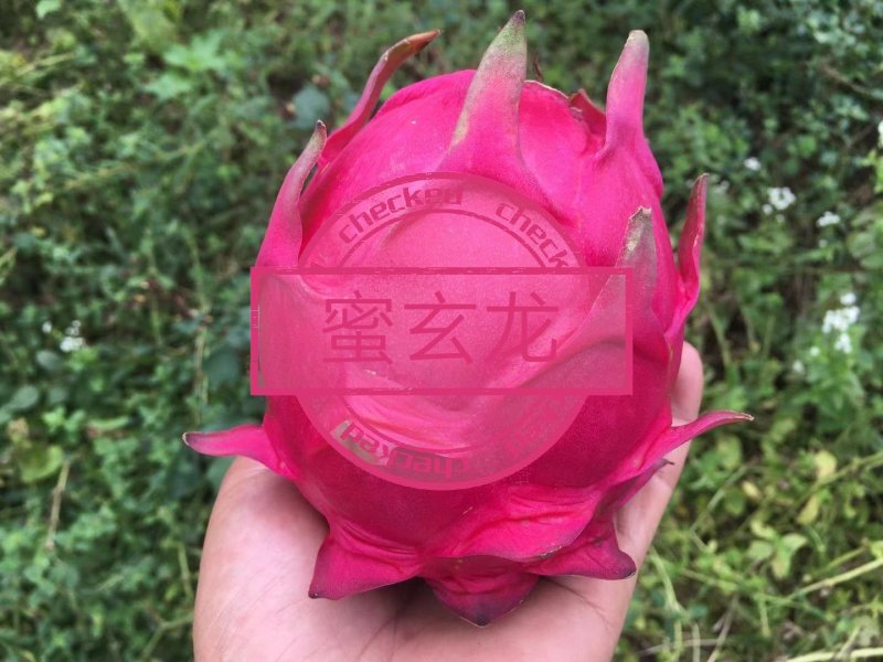蜜玄龙，喜香红火龙果苗