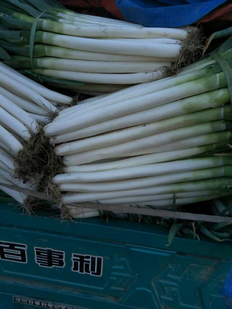 大葱
