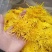 金丝黄菊