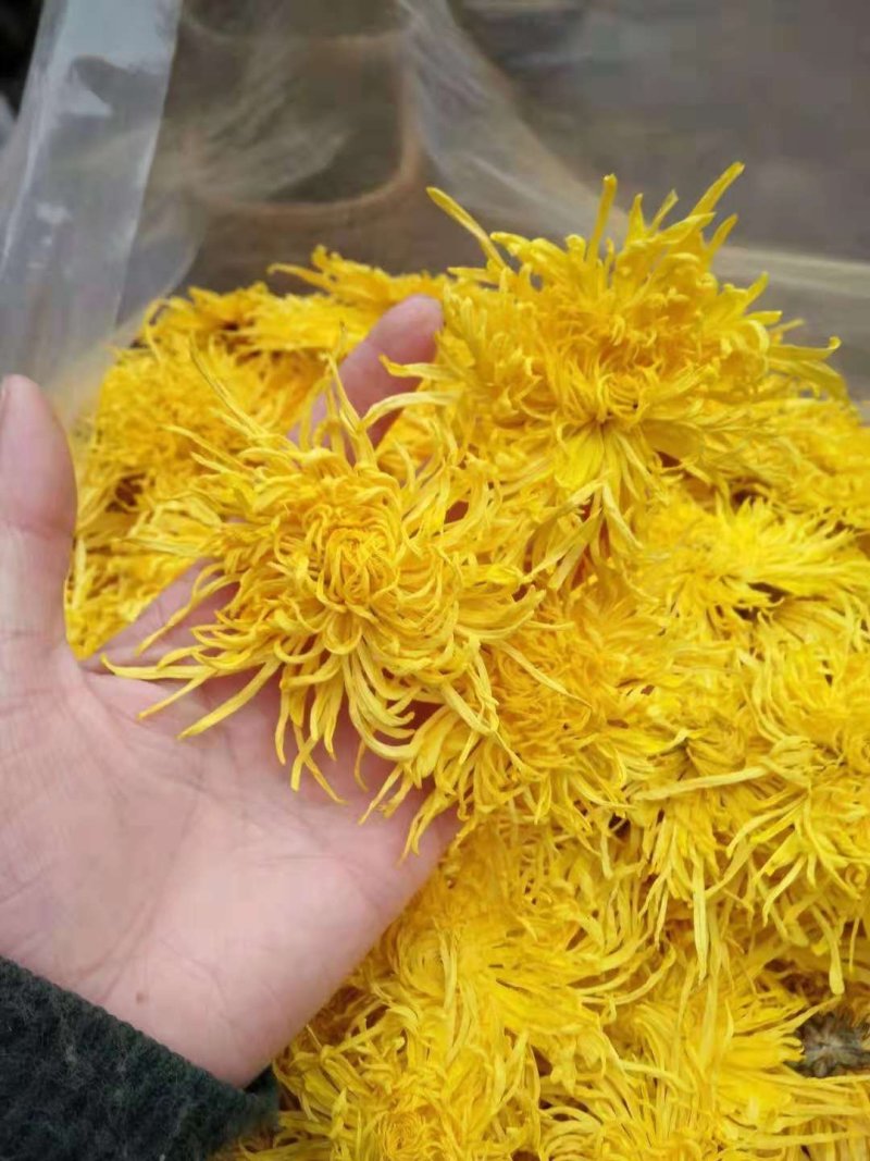 金丝黄菊
