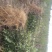 【推荐】大红袍花椒苗花椒树苗河南货源全国发货