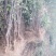 【推荐】大红袍花椒苗花椒树苗河南货源全国发货