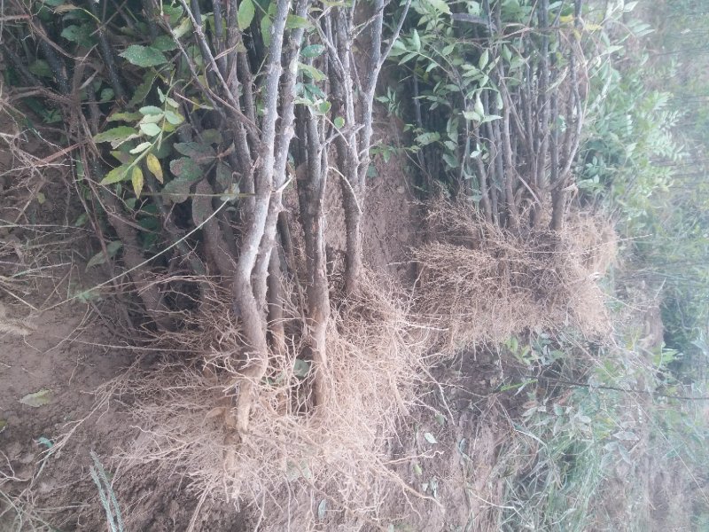 【推荐】大红袍花椒苗花椒树苗河南货源全国发货