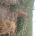【推荐】大红袍花椒苗花椒树苗河南货源全国发货